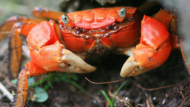 Panier de crabes #27